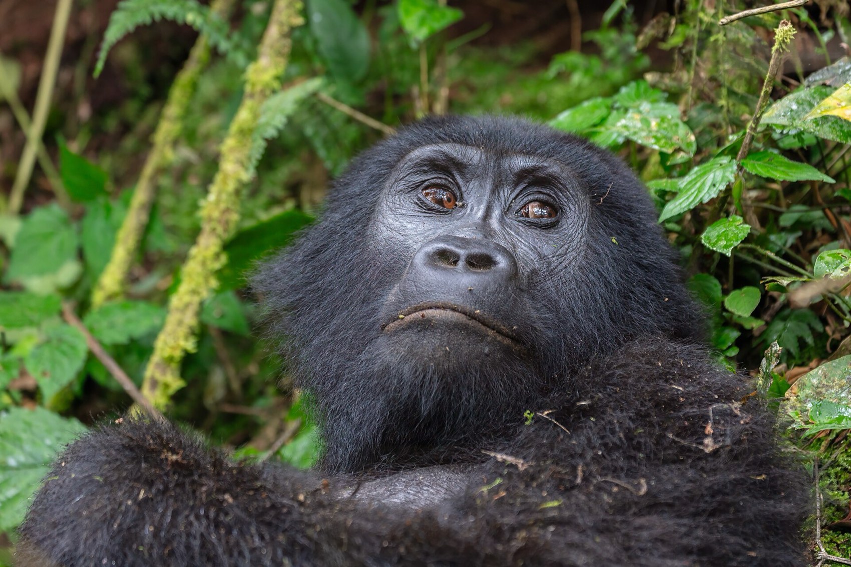 Rainforest canopy in Bwindi