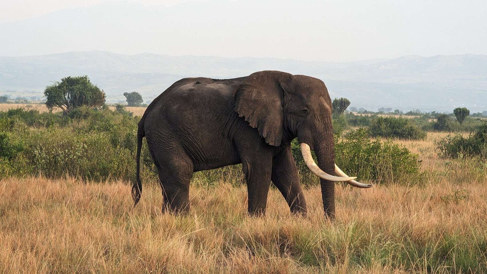 Open savannah under a wide sky in Uganda
