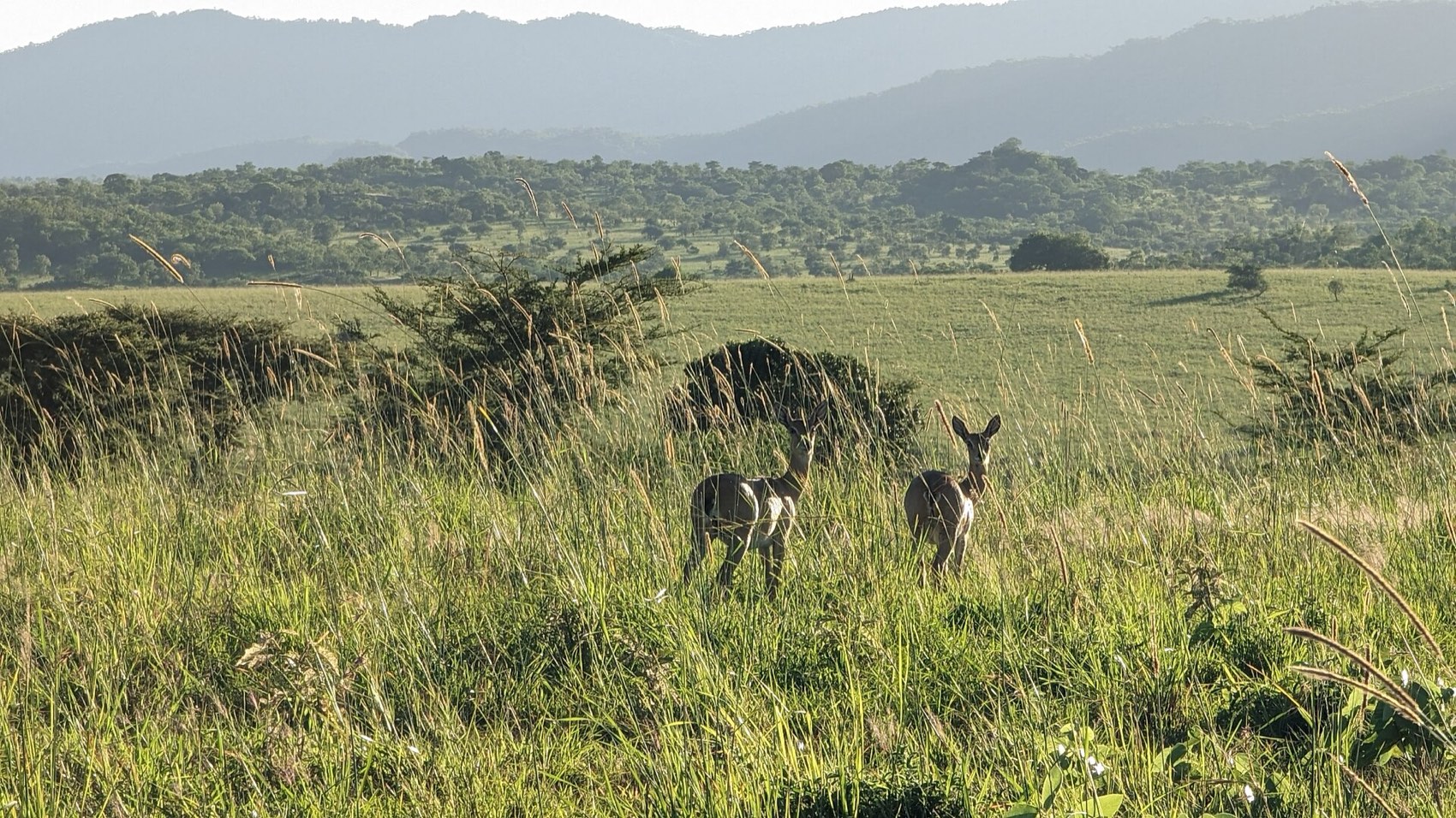 Open savannah and distant mountains in Kidepo Valley National Park
