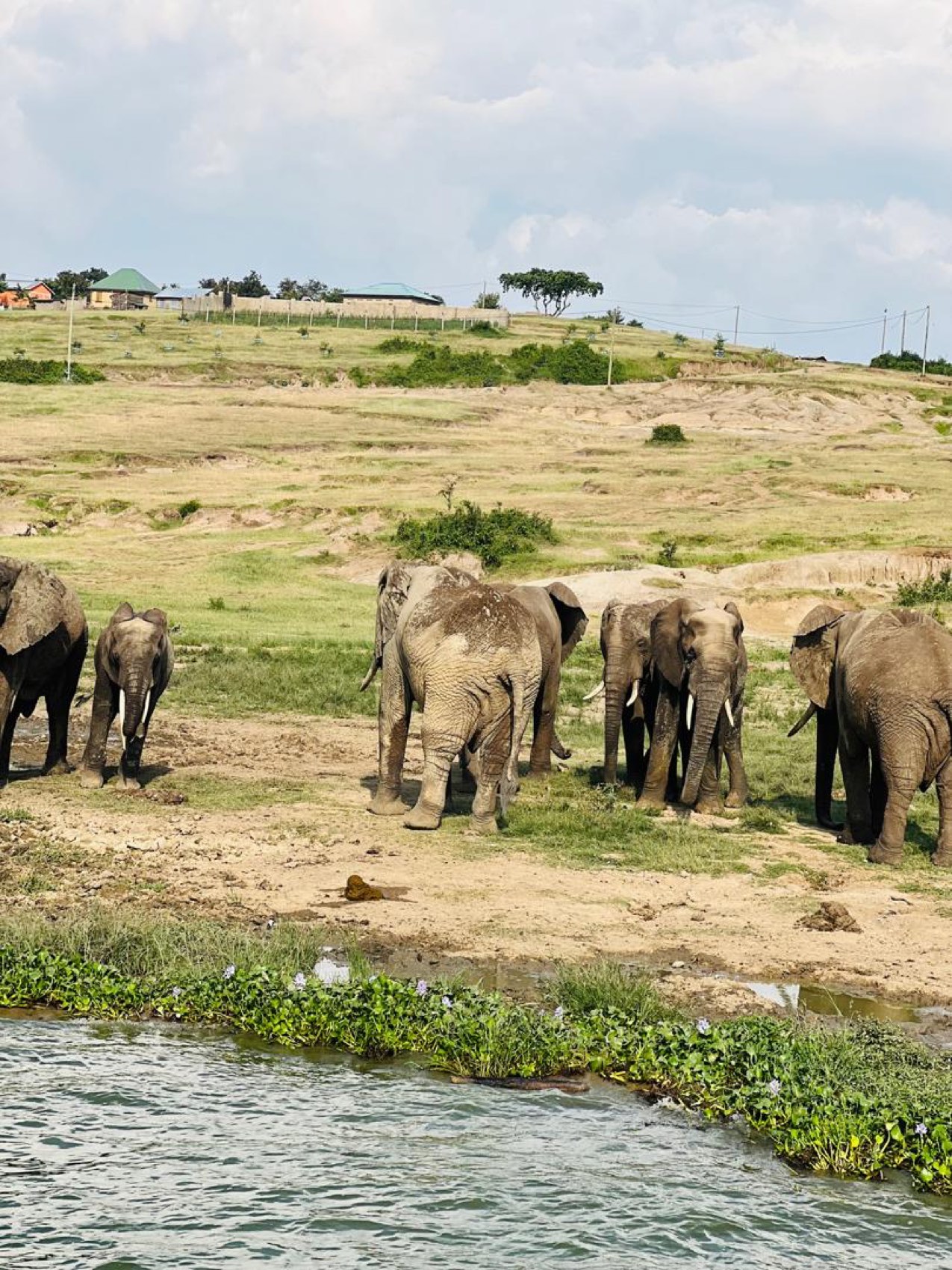 Elephants on the bank of the Kazinga Channel